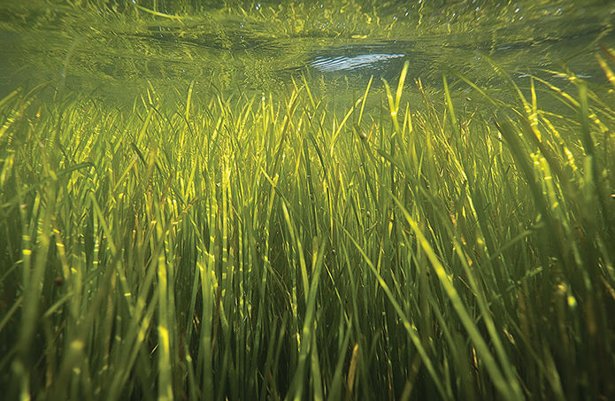 Bay grass bed underwater view